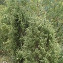 Juniperus communis